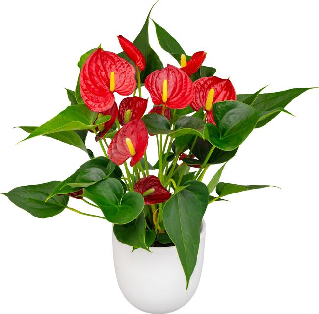 Anthurium rote Blume