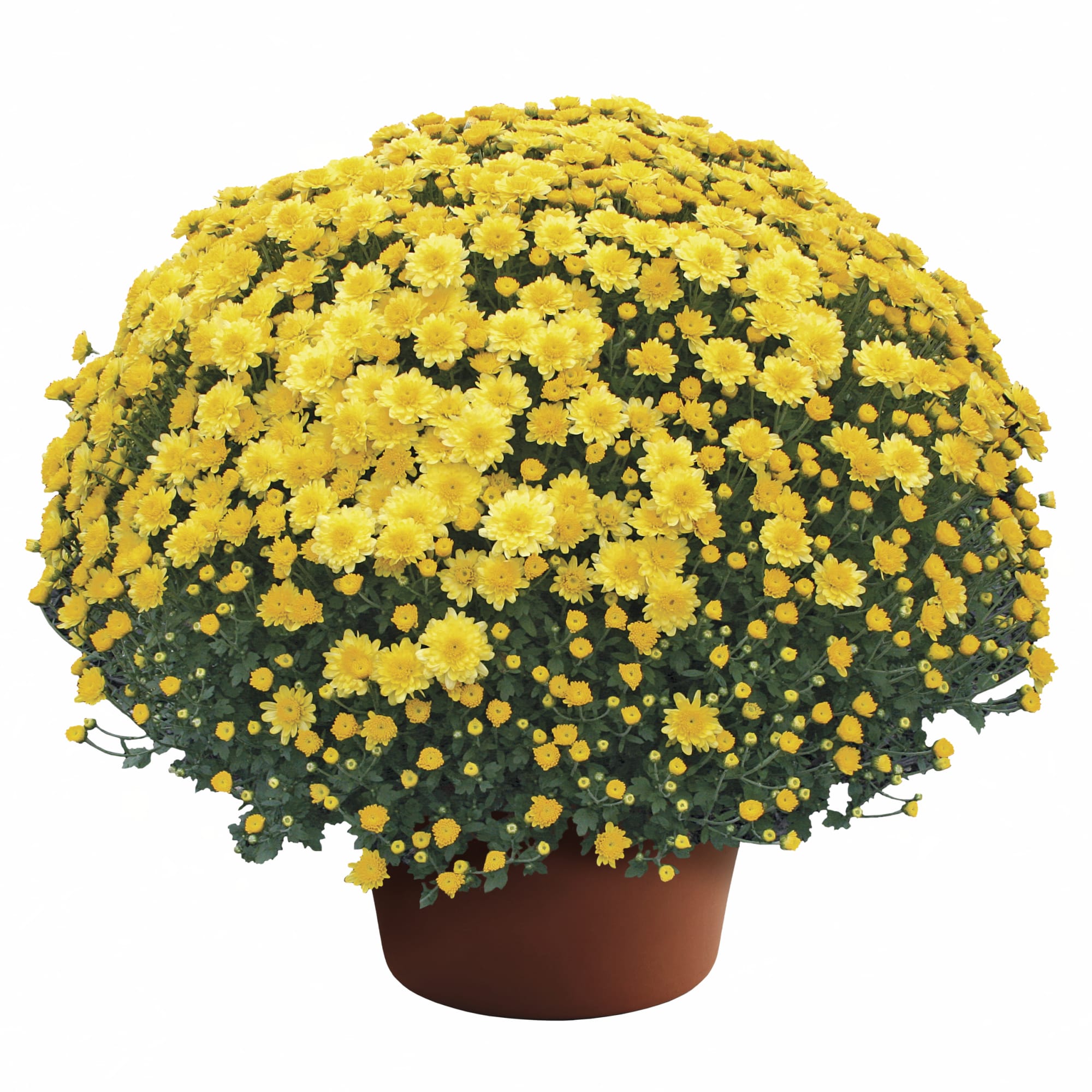 Chrysantheme Topf-Ø ca. 23 cm