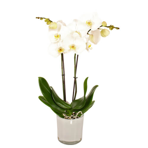 Orchidee 3-Trieber Phalaenopsis