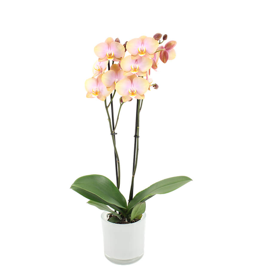 Orchidee 3-Trieber Phalaenopsis