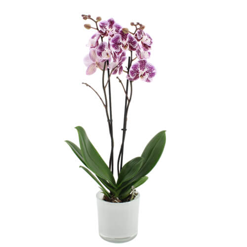 Orchidee 3-Trieber Phalaenopsis