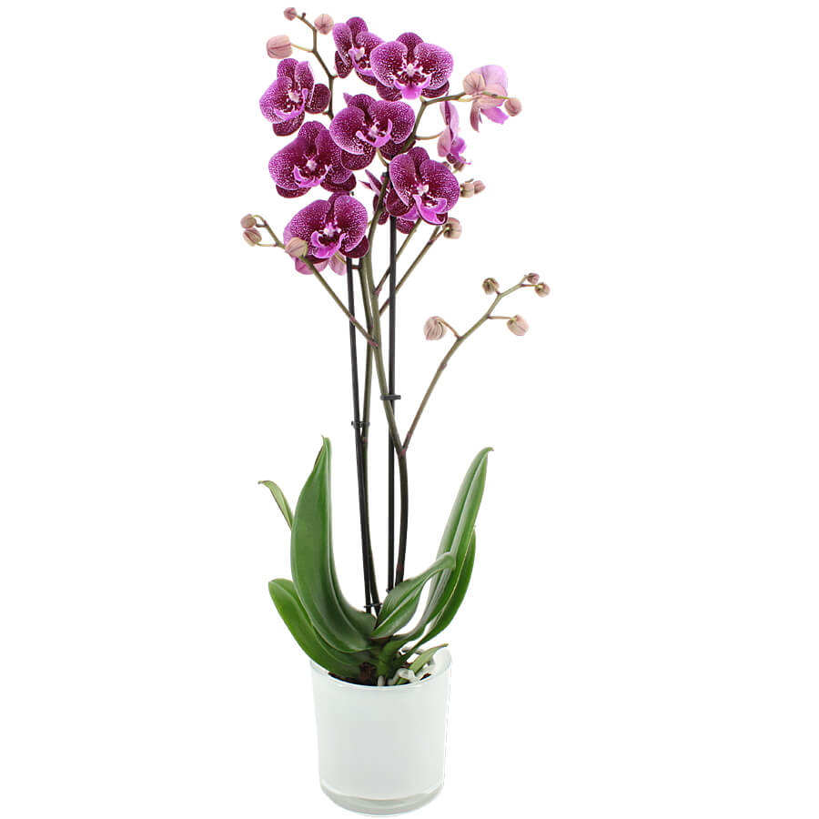 Orchidee 3-Trieber Phalaenopsis