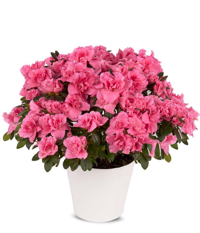 Rosa Azalea