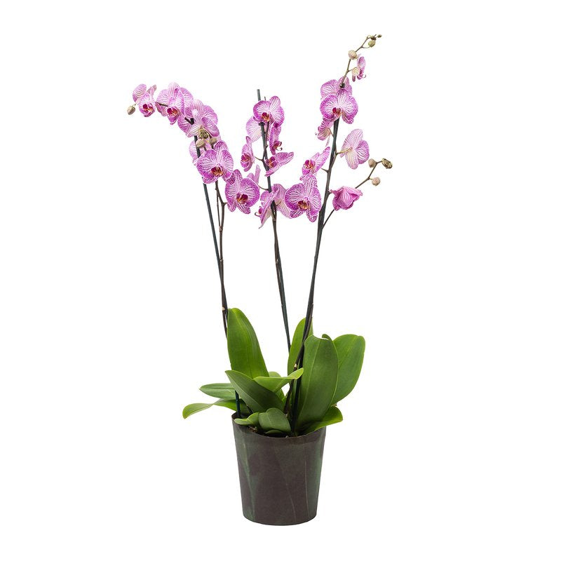 Orchidee 3-Trieber Phalaenopsis