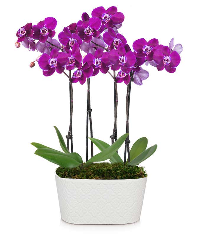 Lila Orchidee