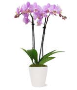 Lila Orchidee