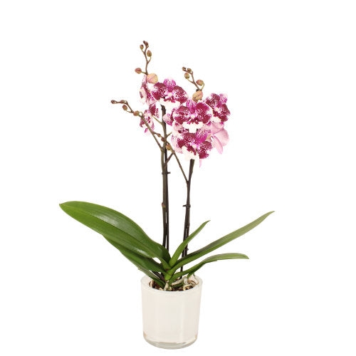 Orchidee 3-Trieber Phalaenopsis