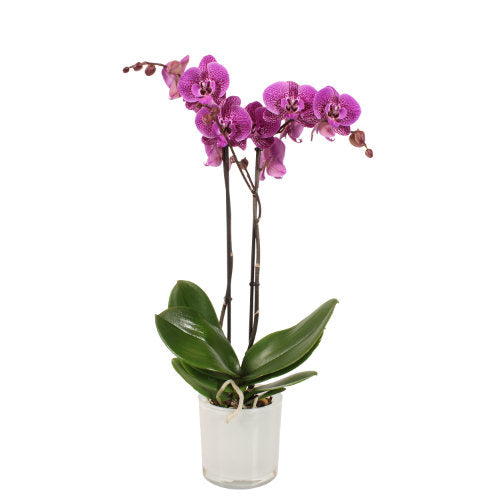 Orchidee 3-Trieber Phalaenopsis